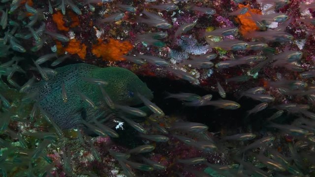 Giant Moray eel, Gymnothorax javanicus covered with shoal of Glassfish