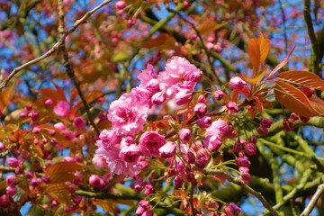 Pink Cherry Blossom.