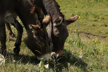 donkey in field