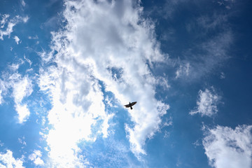 Fototapeta premium Blue Sky and A Pigeon with a broken wing.