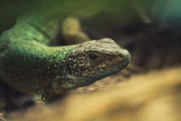 Natural closeup shot of lizard