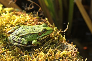 Teichfrosch (Pelophylax esculentus) auf Moos am Teichufer wird von Insekt gestochen