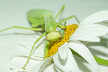 Praying mantis is a green insect from the family of real mantis. Large predatory insect with front limbs adapted for grabbing food on a gradient background for design.