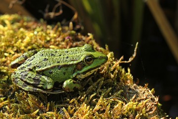 Teichfrosch (Pelophylax esculentus) auf Moos am Teichufer wird von Insekt gestochen