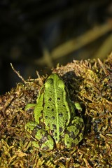 Teichfrosch (Pelophylax esculentus) auf Moos am Teichufer