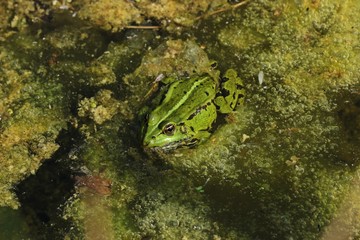 Teichfrosch (Pelophylax esculentus) zwischen Algenschaum im Gartenteich