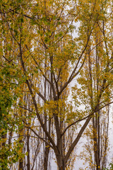 View of English Walnut Tree During Autumn Season