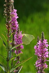 Männlicher Zitronenfalter (Gonepteryx rhamni) an