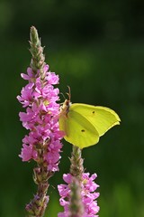 Männlicher Zitronenfalter (Gonepteryx rhamni) an Blutweiderich (Lythrum salicaria)