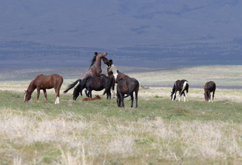 Herd of Wild Horses in the Utah Desert
