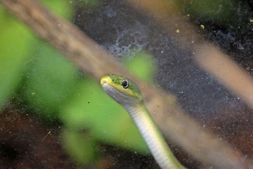 Neugeborene Raue Grasnatter (Opheodrys aestivus)