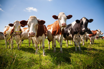 Fototapeta Herd of cows in the pasture obraz
