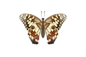 Fototapeta na wymiar Butterfly on the top side and eating nectar from flowers Vector on a white background