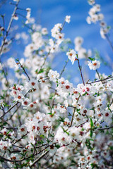blooming almond tree in spring