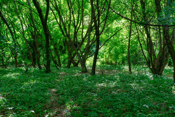 Fototapeta na wymiar Beautiful green summer thick forest landscape with bright sunshine through the trees.