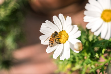 Fototapeta premium Bee on the flower, daisy
