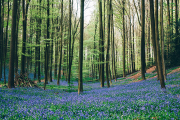 Bluebell forest in Belgium