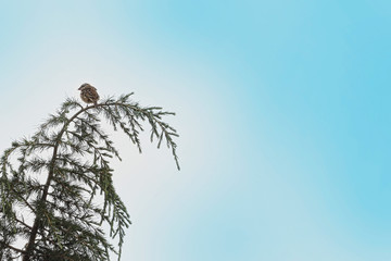 King of the tree bird