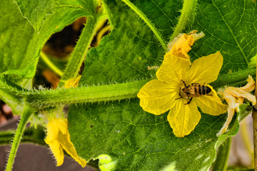 Thank you mister honey bee pollinating my garden
