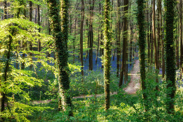 Naklejka premium Magnificent forest full of blooming bluebells in the morning