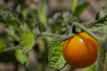 Growing food is fun and rewarding