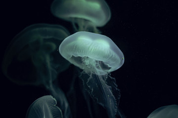 Jellyfish swimming in the dark Deep blue Sea