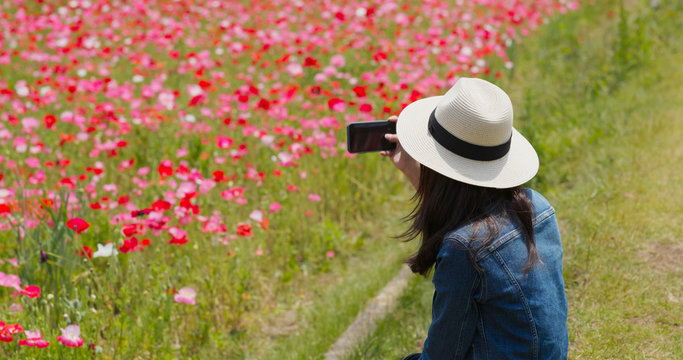 Woman take picture with cellphone on poppy flower garden