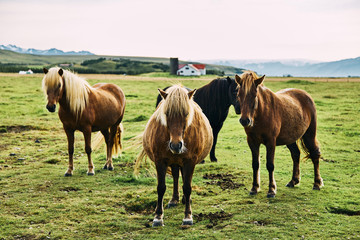 Icelandic horses. The Icelandic horse is a breed of horse developed in Iceland