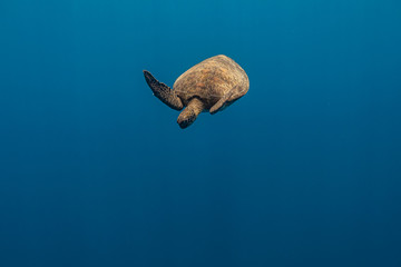 Green sea turtle swimming above a coral reef close up. Sea turtles are becoming threatened due to illegal human activities.