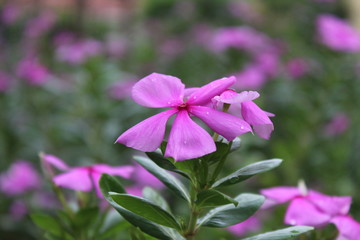Obraz premium purple flowers in the garden