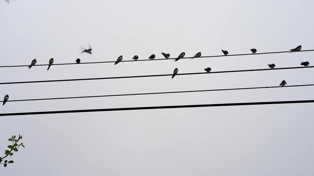 Swallow birds at the power lines with cloudy sky as background.
