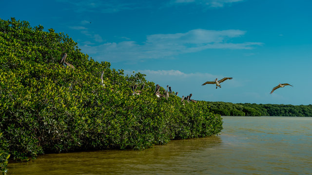 Pelicans and gulls in the mangroves in Celestun National Park. Mexico.