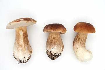 Boletus edulis king bolete isolated on white background. Close up.