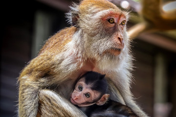adorable baby wild monkey in its mother care