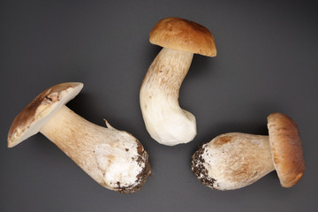 Boletus edulis king bolete isolated on black background. Close up.