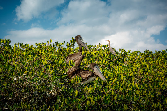 Pelicans and gulls in the mangroves in Celestun National Park. Mexico.