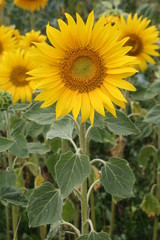 Fototapeta premium Sonnenblumenfeld