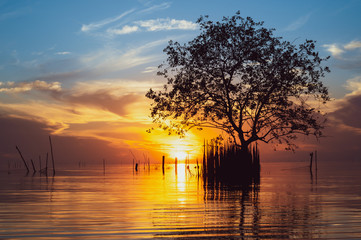 Fototapeta na wymiar Beautiful scenery of silhouette tree in lake on sunrise time at Pakpra, Phatthalung province, Thailand