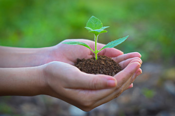 Fototapeta na wymiar hands holding plant in soil, Side view