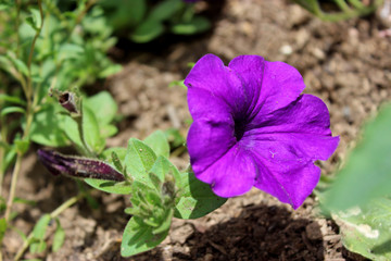 purple flower
