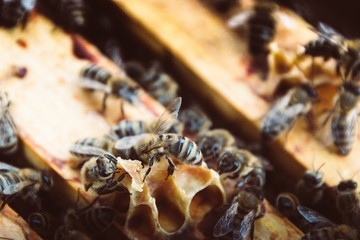 Bienen Wabenbau