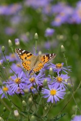 Orange butterfly on velvet blossom