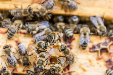 fleißige Bienen