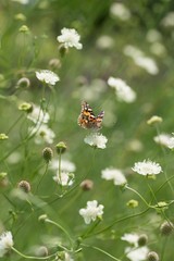 Orange butterfly in field of white flowers