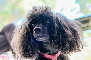 Portrait of cute black dog on blurred background. Love pets concept. Black Toy poodle looking at owner with interest.  Funny dog waiting for the eating.