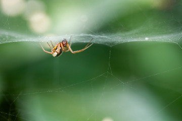 Small spider lying in wait on its web