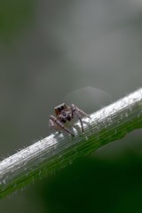 Spider macro with light bokeh
