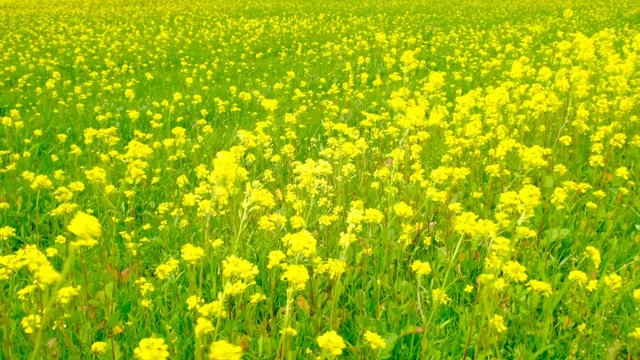 Rapeseed flowers in a field of wildflowers gently shaking in the wind during a beautiful springtime day.