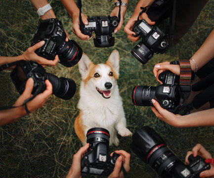 Welsh Corgi Pembroke dog posing for cameras