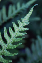 leaves of fern in summertime